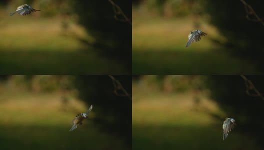 蓝山雀，青色雄雀，飞行中的成人，诺曼底，4K慢镜头高清在线视频素材下载