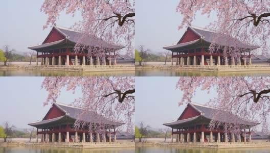 韩国首尔庆福宫春天的樱花。高清在线视频素材下载