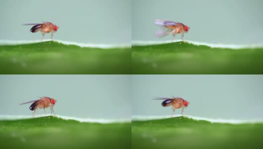 昆虫水果在一片绿叶上飞高清在线视频素材下载