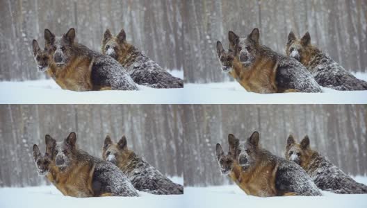 牧羊犬。牧羊犬在雪地里奔跑高清在线视频素材下载