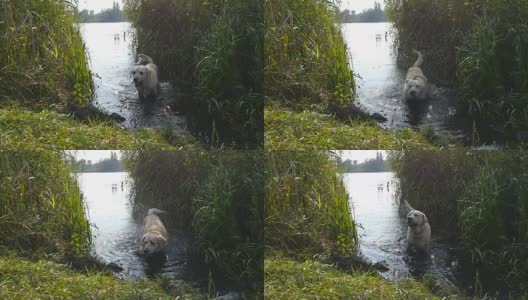 湿漉漉的狗站在河边，在大自然中抖掉毛上的水。金毛寻回犬或拉布拉多在湖里游泳后。慢动作高清在线视频素材下载
