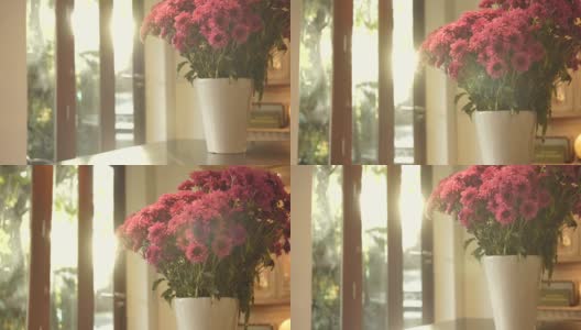 场景摄影车拍摄的粉红色菊花在早上的花瓶在家里，概念的一天的生活对象高清在线视频素材下载