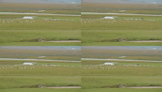 一群羊在中国新疆的草原上吃草高清在线视频素材下载