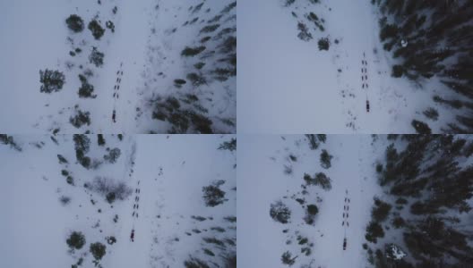 狗在雪地上拉雪橇的跟踪镜头高清在线视频素材下载