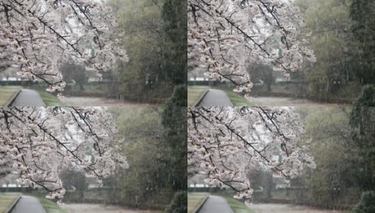 雪花飘落在盛开的樱花上高清在线视频素材下载