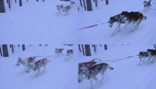 芬兰拉普兰地区，一群西伯利亚哈士奇正在用一系列彩色绳子拉雪橇。中枪高清在线视频素材下载