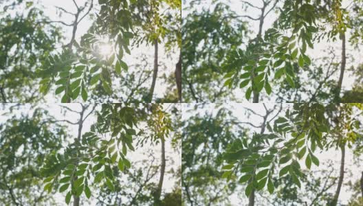 阳光透过热带的绿叶，树枝在风中摇曳，镜头在绿色的散景模糊森林树木的背景上耀斑。高清在线视频素材下载