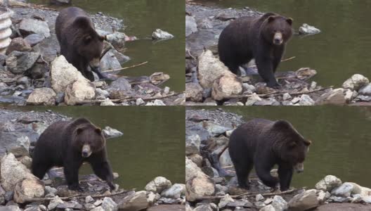 大黑熊在阿拉斯加海岸河的岩石中缓慢行走。高清在线视频素材下载