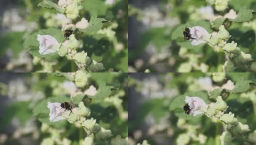 花园里由大黄蜂授粉的花。高清在线视频素材下载