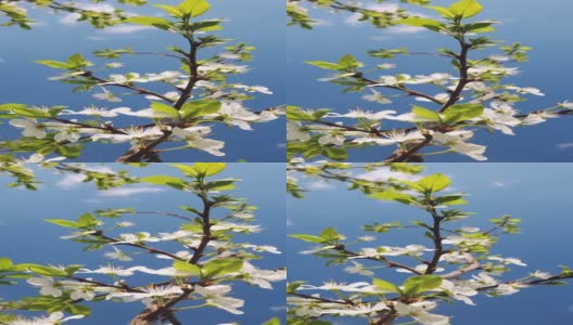 春天阳光明媚的日子里，樱花树的枝条在风中摇曳高清在线视频素材下载