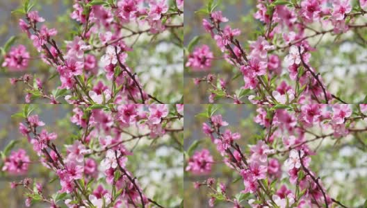 桃色或樱桃色的粉红色小枝。花园里开花的树。春天的背景。高清在线视频素材下载