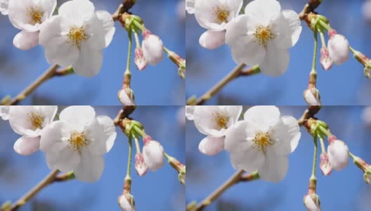 日本樱花的特写。一段粉色花朵在春天迎风摇曳的视频。高清在线视频素材下载