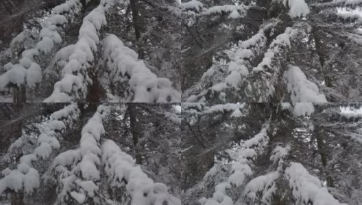 雪从云杉树枝上落下。暴风雪期间的冬季公园。高清在线视频素材下载