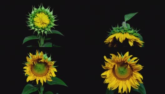 黄色的向日葵盛开在时光的流逝中。开放的花在一个黑色的背景从芽大花和萎蔫高清在线视频素材下载