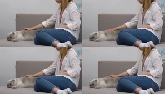 女孩在沙发上抚摸着苏格兰折猫，关注着心爱的宠物，休息高清在线视频素材下载