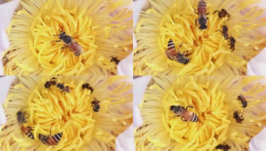 近距离的蜜蜂收集花粉从自然界的白莲花。高清在线视频素材下载