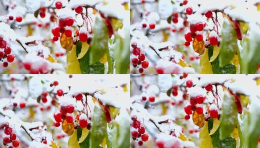 风浪，花，浆果和树叶覆盖着雪高清在线视频素材下载