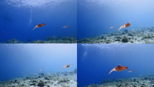 珊瑚礁海景在加勒比海库拉索岛周围的珊瑚礁与礁乌贼，珊瑚和海绵高清在线视频素材下载