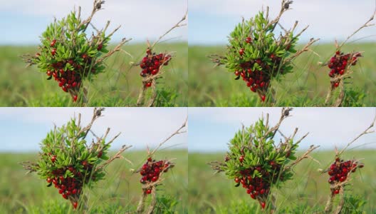 红色的瓢虫沿着树枝爬高清在线视频素材下载