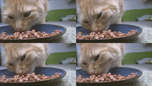 猫吃湿食物高清在线视频素材下载
