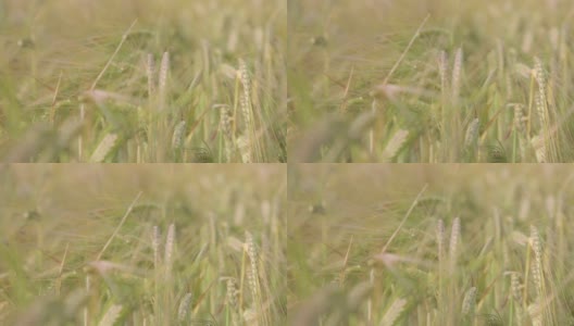 绿色的麦地高清在线视频素材下载