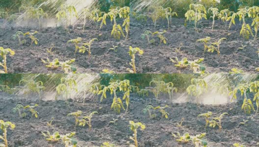 花园里的西红柿苗用水管浇水。不同的水滴落在秧苗上高清在线视频素材下载