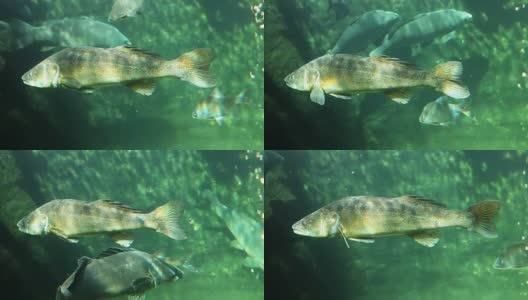 Underwater footage of a huge Walleye, Zander or Pike-perch, Sander lucioperca.高清在线视频素材下载