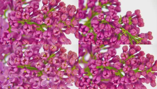 淡紫色花朵特写高清在线视频素材下载