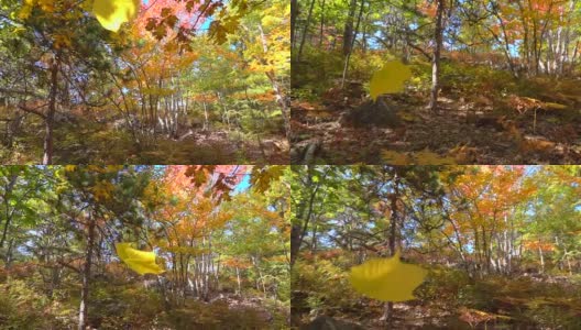 慢镜头近景黄色的落叶，枫叶在秋天的森林里落下高清在线视频素材下载