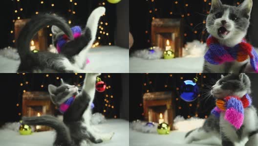小猫在玩圣诞树玩具高清在线视频素材下载