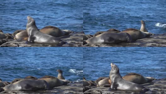 两组海豹的慢动作视频高清在线视频素材下载