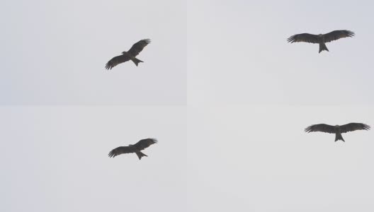 猎鹰飞过天空的慢动作高清在线视频素材下载