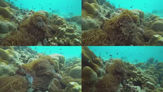 小丑鱼的庇护所和水下海葵高清在线视频素材下载