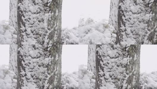 江原道江陵的松林上飘落着雪花高清在线视频素材下载