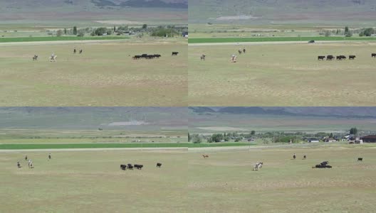 牧牛牛仔穿过田野在路边-无人机射击高清在线视频素材下载