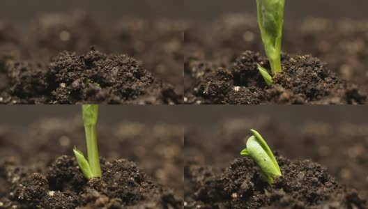 种植绿豆植物。长时间生长，特写自然拍摄。高清在线视频素材下载