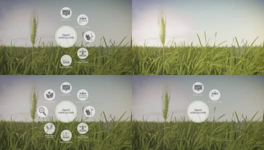 智慧农业智慧农业大麦绿地圆形信息图形图标物联网第四次工业革命。高清在线视频素材下载