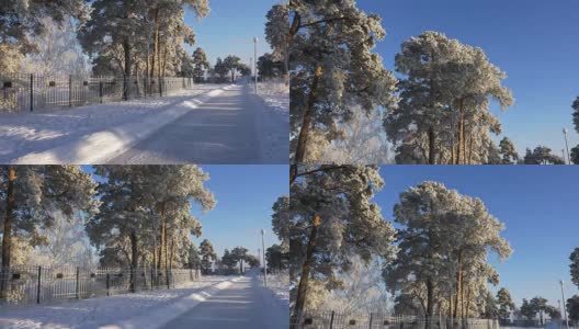 冬天路上的篱笆旁挂着灯笼。常青树上覆盖着白霜和雪。晴朗冬日里的蓝天。松树树枝上覆盖着霜雪的寒意。高清在线视频素材下载