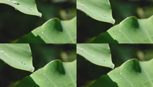 水滴在树叶上，慢镜头高清在线视频素材下载