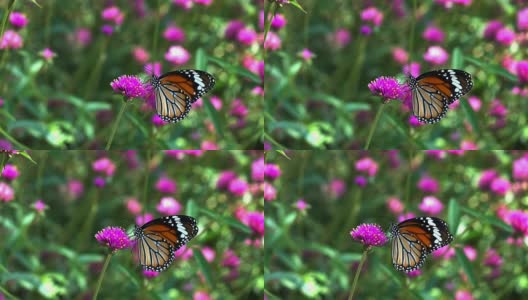 蝴蝶在花上的慢动作高清在线视频素材下载