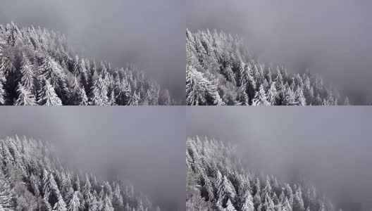 鸟瞰图的雪树在冬天的时间高清在线视频素材下载