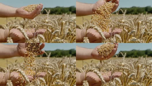 SLO MO农民从一只手到另一只手筛麦粒高清在线视频素材下载