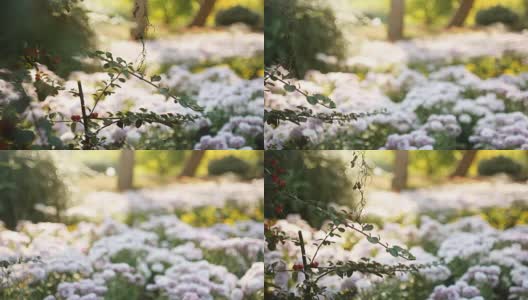 多莉拍摄离焦的花坛背光的太阳高清在线视频素材下载
