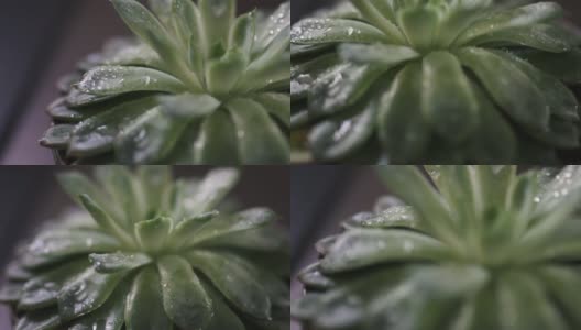 肉质植物上的雨滴高清在线视频素材下载