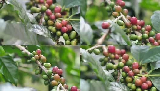 种植咖啡豆高清在线视频素材下载