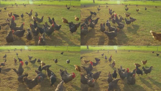 镜头光晕:放养的鸡在围起来的牧场上啄食草高清在线视频素材下载
