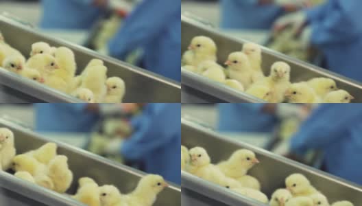 很多新生的小鸡在家禽传送带上移动。农业产业。在工厂分拣小鸡。高清在线视频素材下载