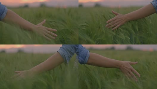 中年妇女抚摸着绿色的小麦穿过田野高清在线视频素材下载