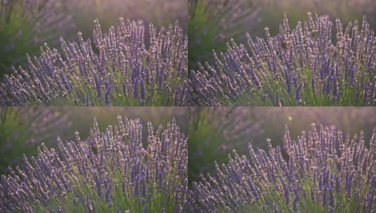 日落时分，在法国普罗旺斯的薰衣草地里，蜜蜂从紫色芬芳的薰衣草花中吮吸蜜露。微风。UHD高清在线视频素材下载