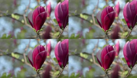 紫玉兰春天开花高清在线视频素材下载
